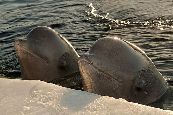 俄罗斯白海白鲸（Delphinapterus leucas）冰洞中的两只白鲸