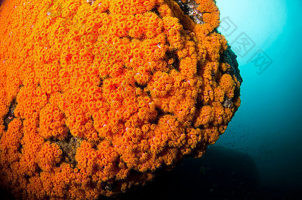 巴西海岸、布齐奥斯岛、伊尔哈贝尔、圣保罗海岸的太阳珊瑚Tubastrea coccinea<strong>入侵物种</strong>