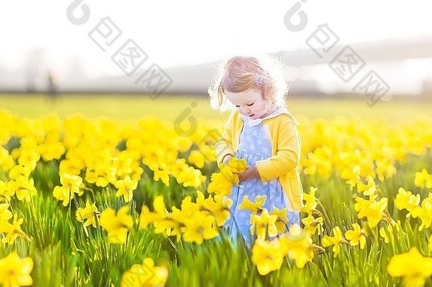 在一个阳光明媚的夏夜，穿着蓝色连衣裙的美丽卷曲的蹒跚学步的小女孩在黄色水仙花的田野里玩耍