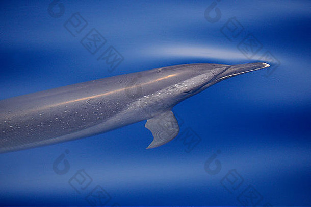 泛热带斑点海豚（Stenella Attentiuata）即将在平静的海水中浮出水面，马尔代夫