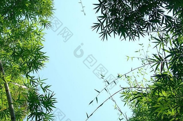 竹子茎竹子蓝色的天空背景竹子森林