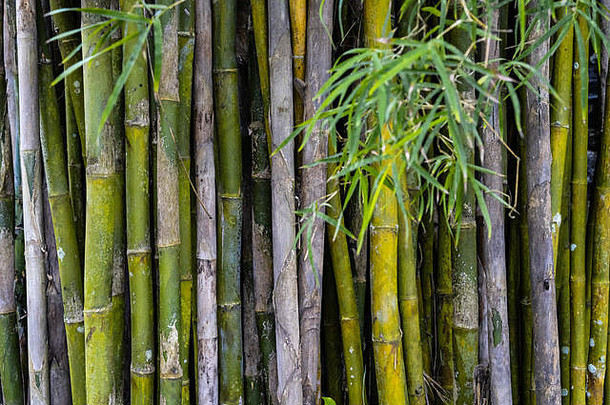 竹子其绿色森林背景