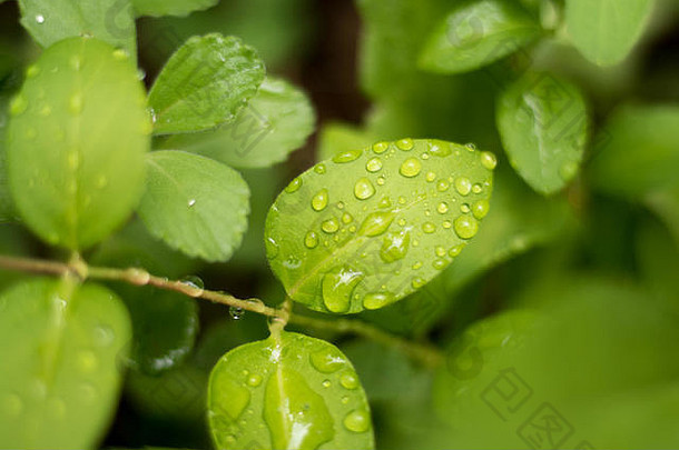 被水滴打湿的绿叶。