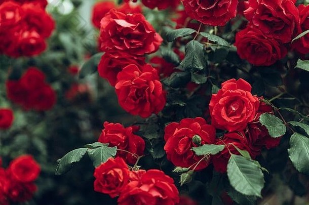 花园里生长的红玫瑰丛