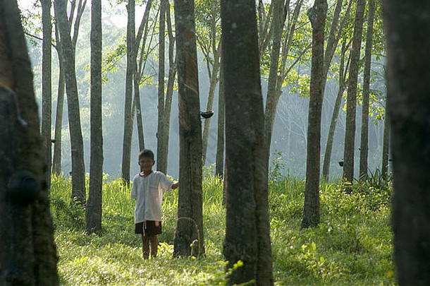 天然橡胶种植园和乳胶橡胶树园。橡胶工人提取天然橡胶的图像。<strong>泰国</strong>南部。
