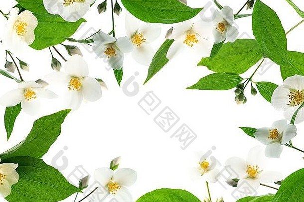 茉莉花框架设计特写，白色背景，文本空白。化妆品的花卉设计。平面布置，俯视图。瓦伦丁的背景。