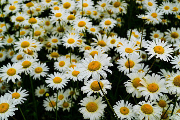 雏菊地-绿色背景上有许多黄色和白色的花