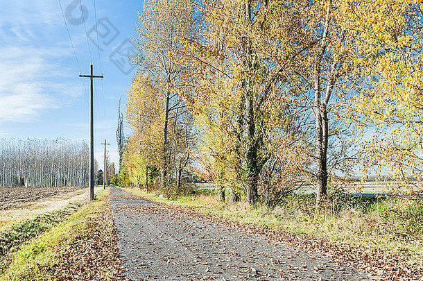 色彩斑斓的秋天树下降叶子国家路