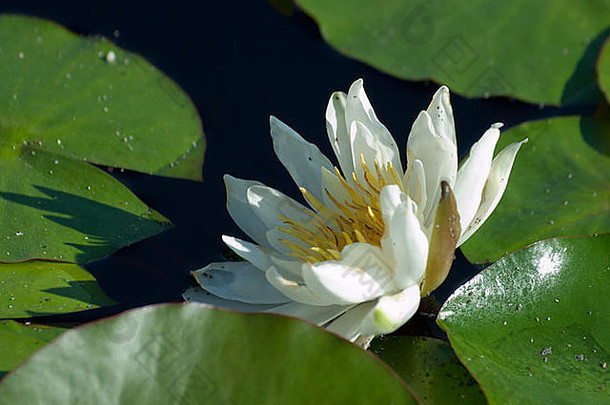 池塘里盛开的睡莲。艾尔多拉多睡莲。花朵硕大，柠檬黄，芳香<strong>四溢</strong>。叶子呈绿色，椭圆形，斑驳。