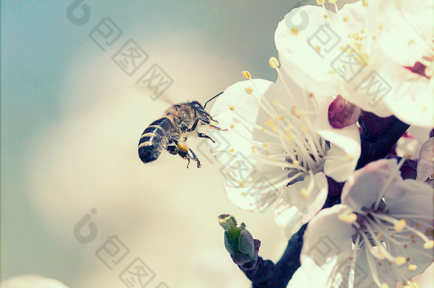 蜜蜂飞行花巴德