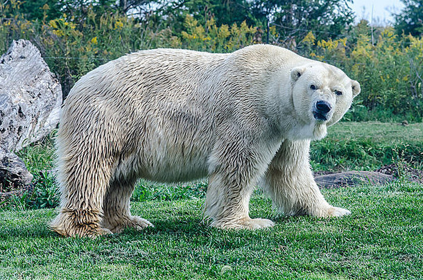北极熊表情暴躁地看着摄像机
