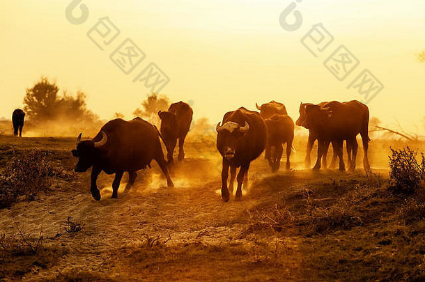 水水牛放牧日落河斯特里蒙北部希腊