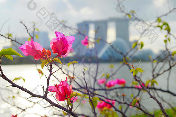 花前景新加坡玛丽娜湾酒店背景新加坡