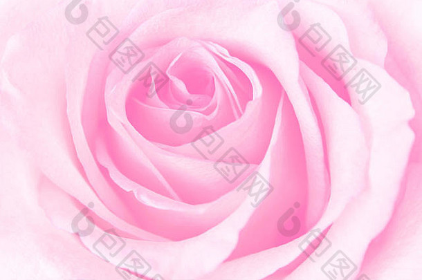 美丽的粉红玫瑰背景