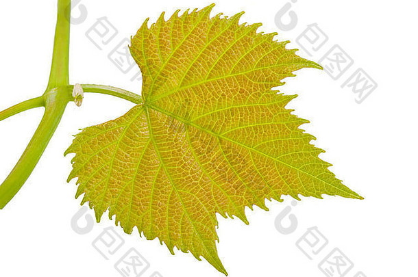 vine-leaf孤立的白色