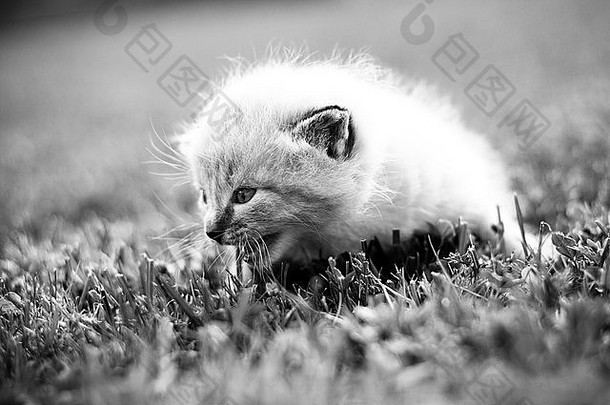 绿色草坪上的白色小猫