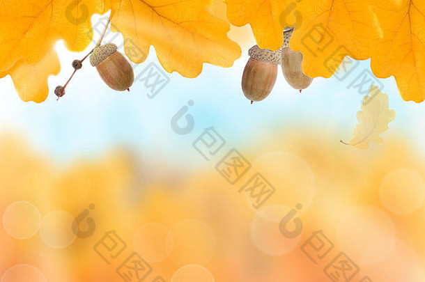 抽象的秋天背景，黄色的叶子边缘