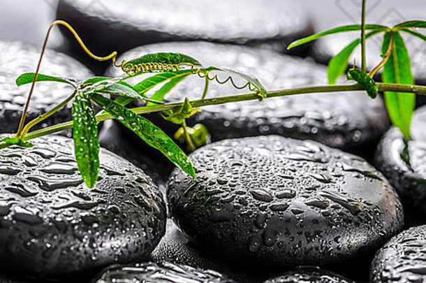 美丽的spa概念，绿色细枝西番莲，卷须在禅宗玄武岩石头上，带有水滴，全景