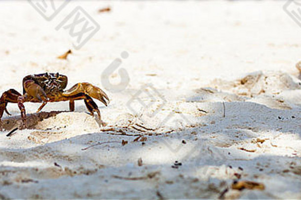 蟹白色沙子海滩塔柴岛Similan泰国