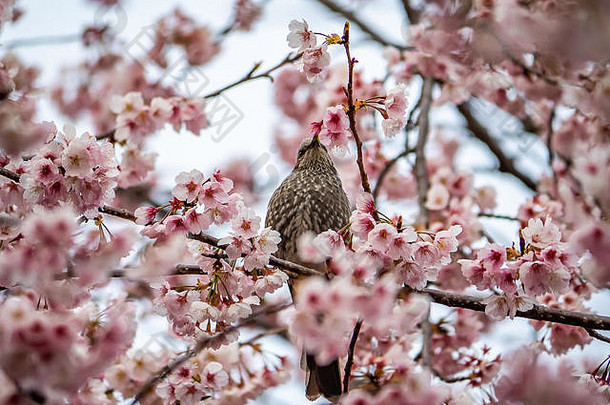 樱花树上的一种日本褐耳无尾鸣鸟。这些常见的鸟类原产于日本，在某些地区被认为是<strong>有害生物</strong>，因为它们会筑坝