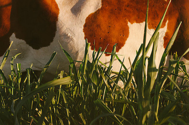 德克萨斯长角羚皮肤的特写镜头拍摄于日落时分的草地上。