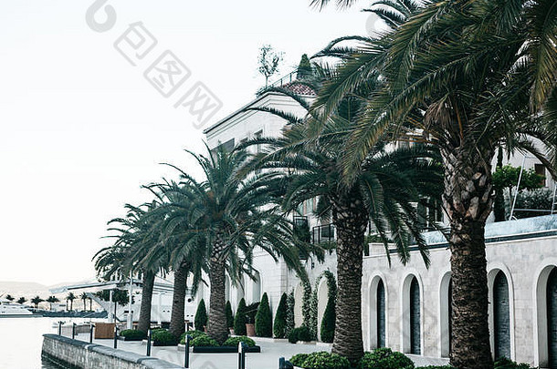 美丽的视图路堤街房子棕榈树沿海城市蒂瓦特黑山共和国