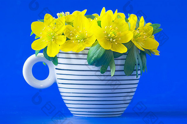 黄色的春花和冬天的乌头在咖啡杯的蓝色背景下映衬着这只水母