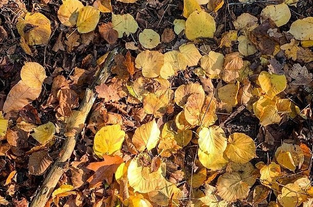 <strong>秋冬</strong>时<strong>节</strong>，地上平坦地躺着干燥的橙色落叶。一个早晨的彩色湿秋枫叶的背景