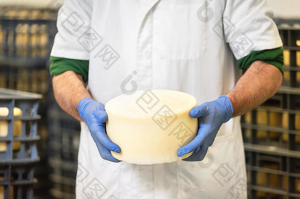 在陈化过程中，奶酪商将奶酪轮固定在奶酪仓库。