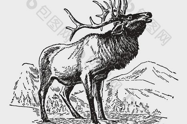 红色的鹿CervusElaphus阉割过的雄鹿站多山的景观咆哮的插图历史雕刻早期世纪