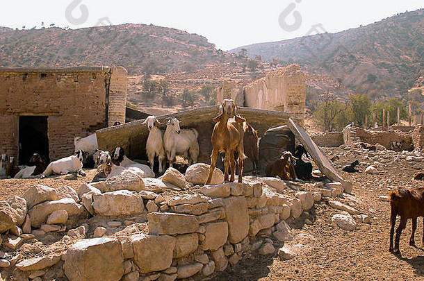 被遗弃的苏斯古村庄：希腊塞浦路斯一个前土耳其飞地内被毁坏的住宅，现在只有山羊居住