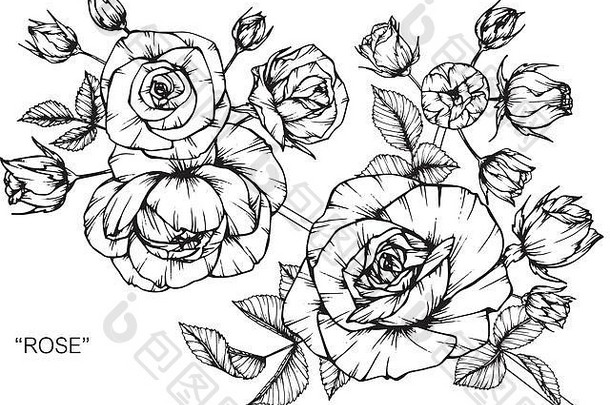 玫瑰花插画。黑白线条艺术。