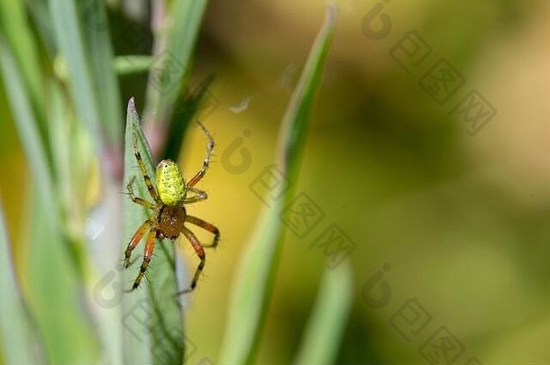 小蜘蛛，腹部呈灰绿色，有黄色条纹。头胸和腿呈红棕色，腿上有黑色条纹