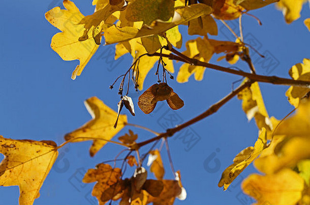 早秋时节或秋天，意大利的枫树或悬铃木叶子上有太阳，拉丁美洲的欧泊槭或意大利枫树的假悬铃木