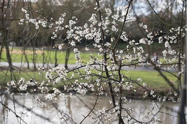 塔姆沃思，斯塔福德郡，英国。2017年3月4日。早上的天气真好。树木、水仙花和番红花上盛开的花朵。信贷：Slawomir Kowalewski/阿拉米现场新闻
