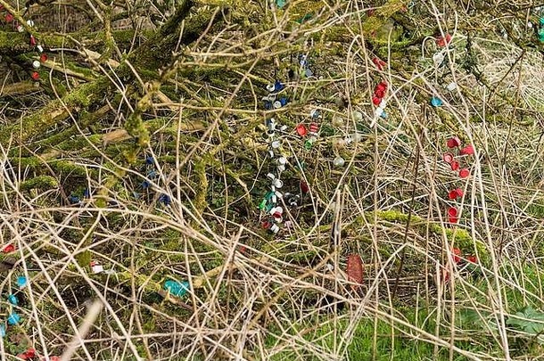 仙女人法律古老的爱尔兰林地保护仙女土地树植被挂彩色彩色的塑料项目分支机构日志