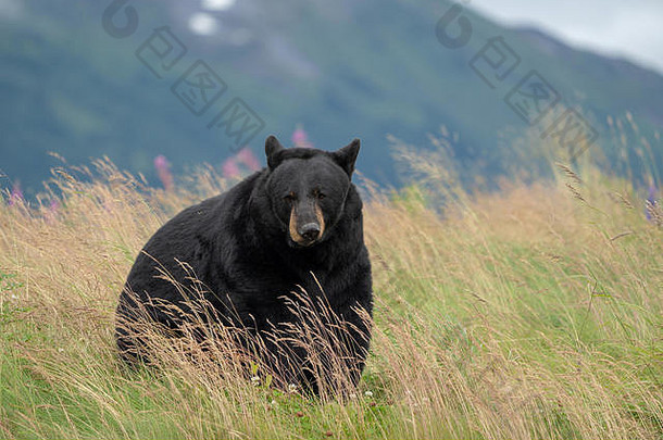 美丽的阿拉斯加黑熊坐在一片草地上，张大嘴巴，伸出舌头，向外张望