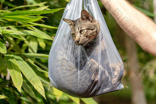 美丽的灰色斑猫在一个塑料袋里，看着远处，特写