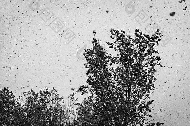 新鲜的雪落在一棵树上。降雪的黑白照片