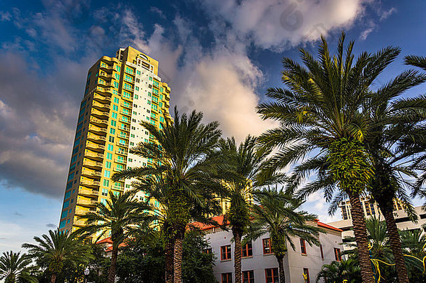 摩天大楼棕榈树圣彼得堡佛罗里达