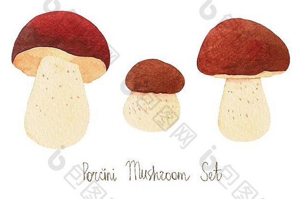 波奇尼蘑菇水彩套装。孤立阴蒂