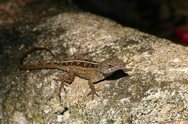 褐角蜥蜴是一种入侵物种，在20世纪40年代入侵佛罗里达半岛。它们现在在该州随处可见。