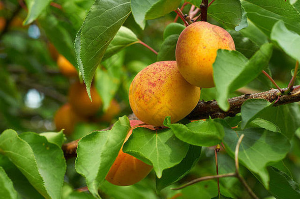 树枝上结着成熟的红橙色大杏子