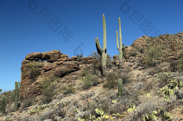 图森西部亚利桑那州索诺兰沙漠中的仙人掌和岩层