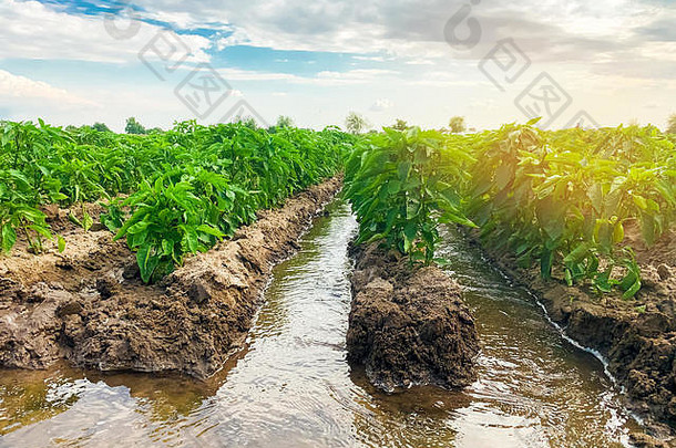 田间辣椒种植园的灌溉。传统的自然浇水。<strong>环保产品</strong>。农业和农田。作物。生长有机物