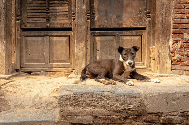 流浪狗在阳光下休息，眼睛呈橙色，看着一扇旧门前拍摄的摄像机