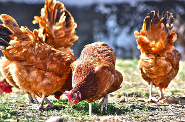 传统自由放养家禽农场的鸡。