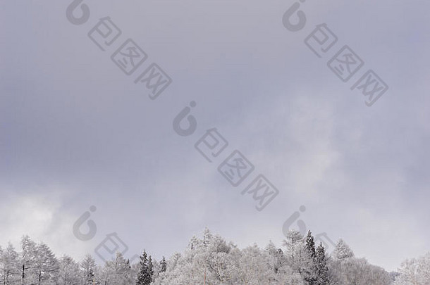 日本野泽昂森，白雪覆盖的树木和灰色的天空。