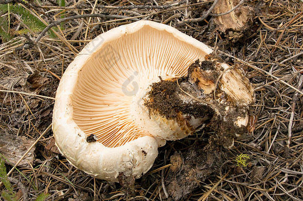 巨大的锯鳃。美国新伦蒂努斯。这种蘑菇是在美国蒙大拿州西部的平特勒山脉的洛克溪罗斯福克（Ross Fork of Rock Creek）发现的