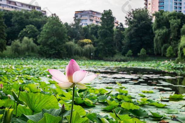 罗马尼亚布加勒斯特马戏团公园湖面上的埃及莲花